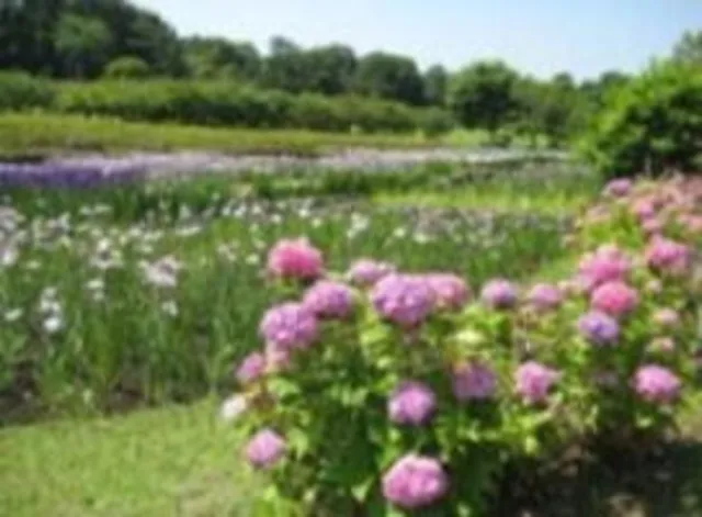 【花・見ごろ】大高緑地　菖蒲・あじさい_1
