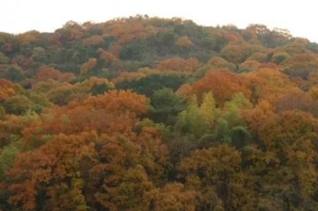 【紅葉・見ごろ】甘南備山_1