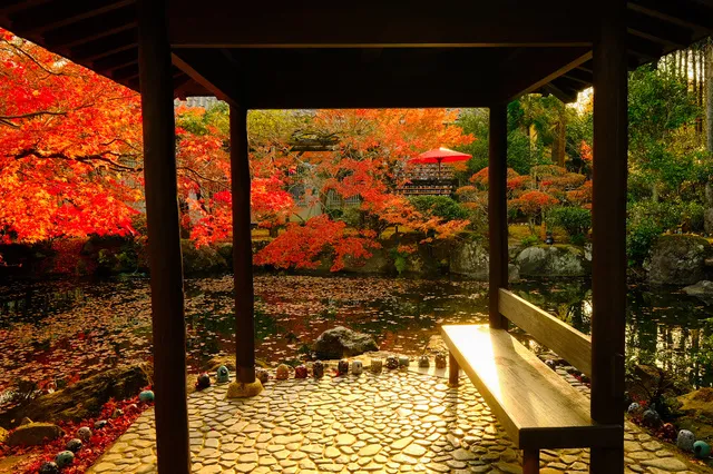 【紅葉・見ごろ】越前陶芸公園・福井県陶芸館_1