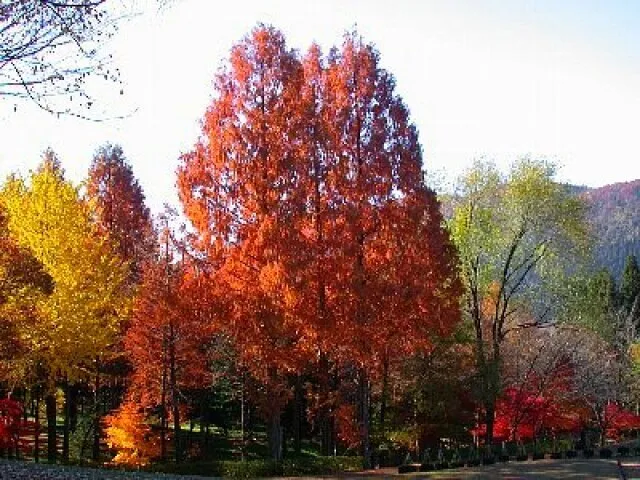 【紅葉・見ごろ】石川県農林総合研究センター 林業試験場（樹木公園）_1