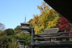 【紅葉・見ごろ】安来　清水寺_1