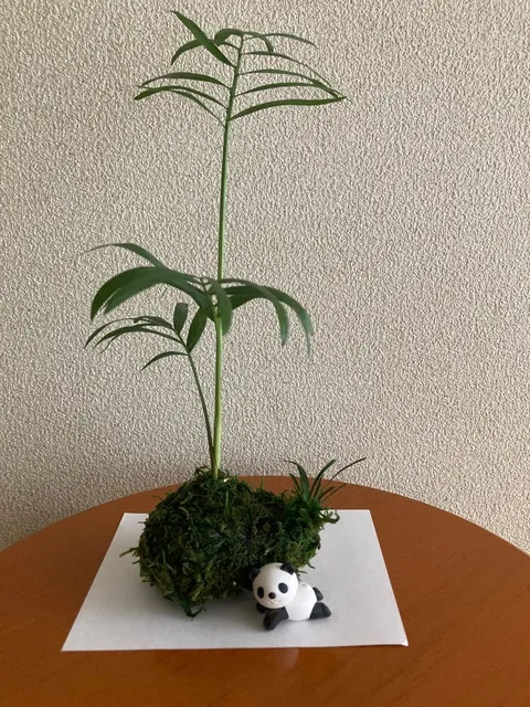 簡単、楽しい！コケ玉づくり体験　ふくおか景観フェスタ～第20回福岡県景観大会_1