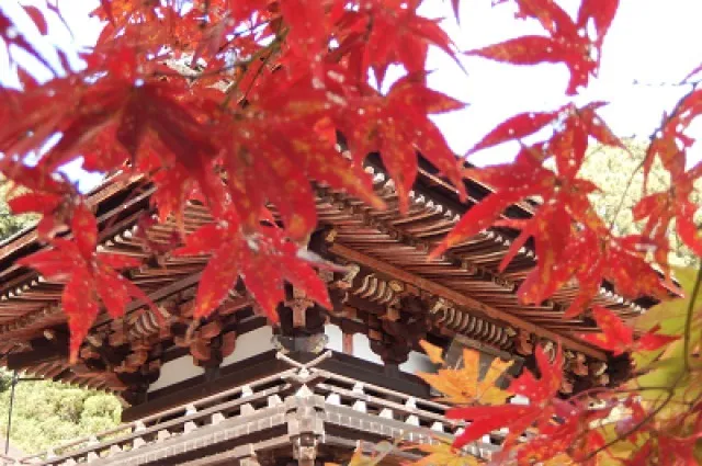 【紅葉・見ごろ】観菩提寺正月堂_1