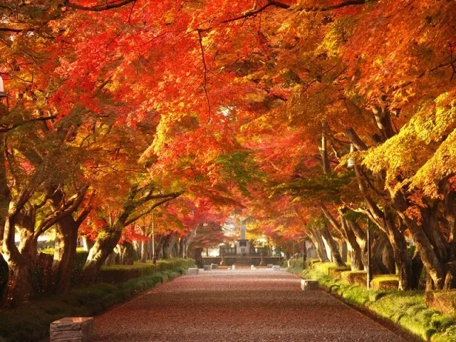 【紅葉・見ごろ】大山参道_1