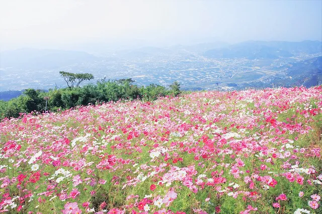 【花・見ごろ】鷲ヶ峰コスモスパークの秋桜_1