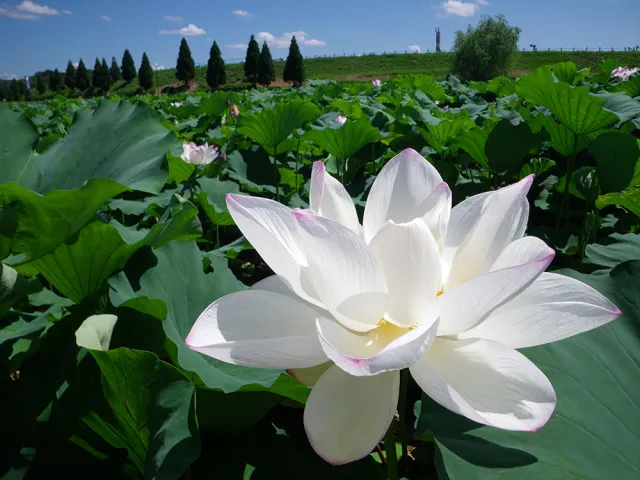【花・見ごろ】千栗土居公園のハス_1
