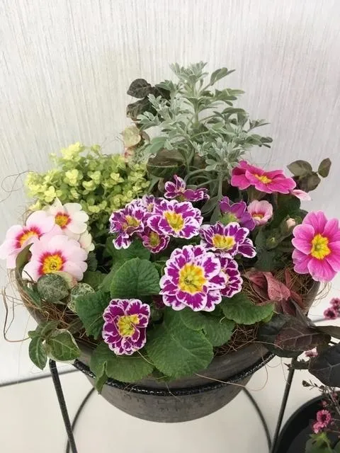 山野草の寄せ植え教室（3月）_1