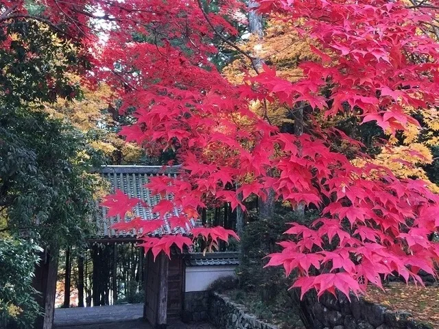 【紅葉・見ごろ】正眼寺_1