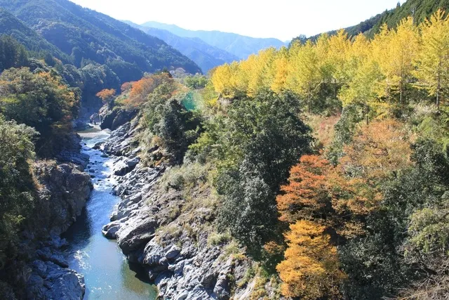【紅葉・見ごろ】領内峡のイチョウ並木_1