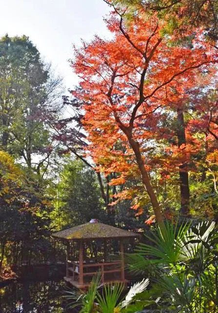 【紅葉・見ごろ】実篤公園_1