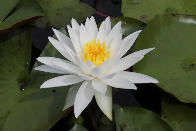 【花・見ごろ】東郷湖羽合臨海公園あやめ池公園のスイレン_1