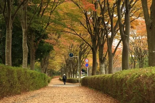 【紅葉・見ごろ】若宮公園・森の里の街路_1
