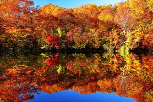 【紅葉・見ごろ】鎌池_1