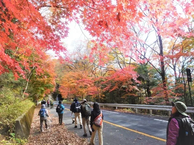 【紅葉・見ごろ】大正浪漫街道_1