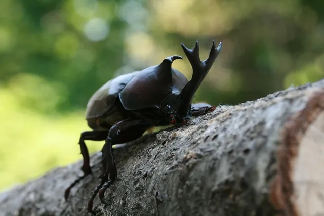 虫さがし「夏の昆虫」_1