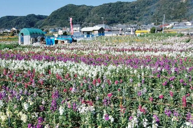 【花・見ごろ】千田の花畑_1