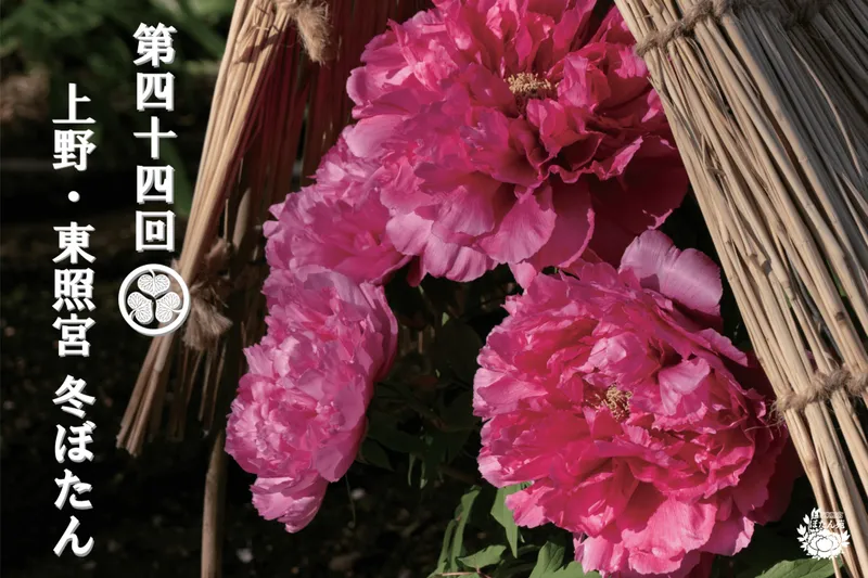 第四十四回 上野・東照宮 冬ぼたん