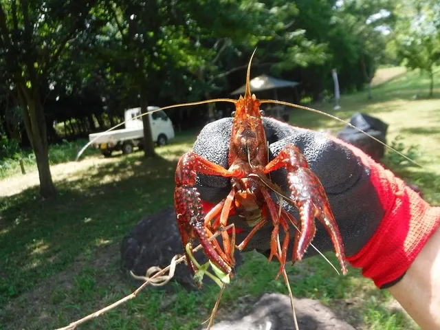 ザリガニ捕獲大作戦！_1