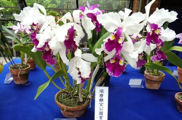 初夏の洋らん展_1