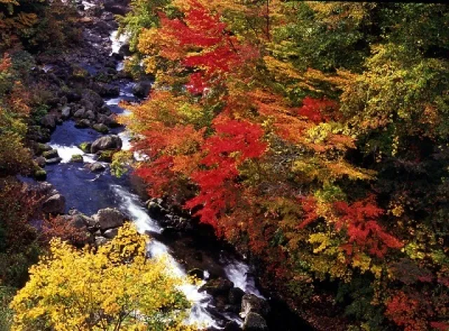 【紅葉・見ごろ】葛根田渓谷_1