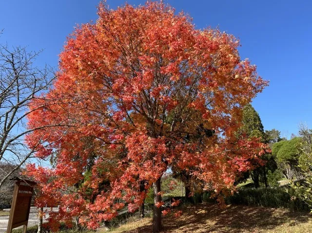 【紅葉・見ごろ】吉備中央公園_1