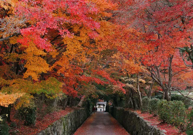 【紅葉・見ごろ】興聖寺_1