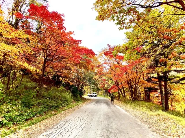 【紅葉・見ごろ】大雪山国立公園_1
