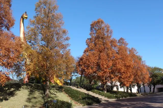 【紅葉・見ごろ】豊橋総合動植物公園 メタセコイア_1