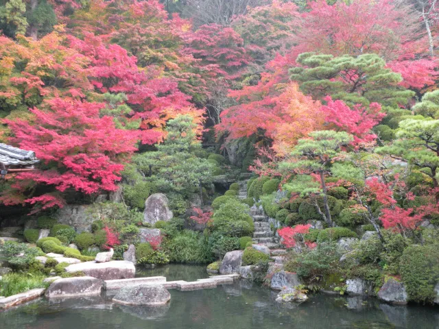 【紅葉・見ごろ】百済寺_1