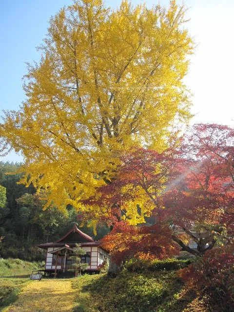 【紅葉・見ごろ】長福寺の大銀杏_1