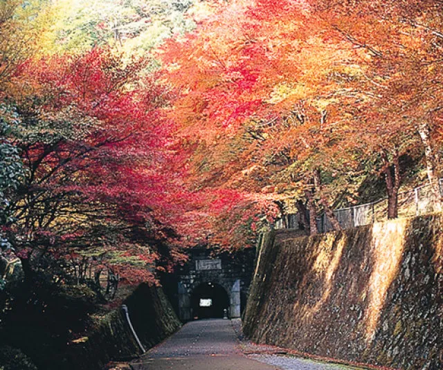 【紅葉・見ごろ】鯛生金山_1