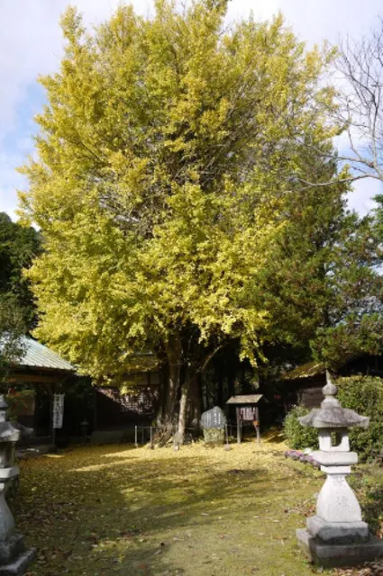 【紅葉・見ごろ】時瀬の大イチョウ_1