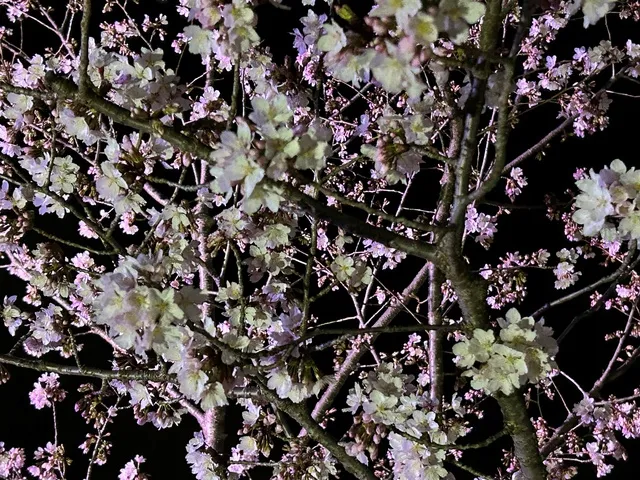 日比谷花壇大船フラワーセンター　夜桜ライトアップ_1