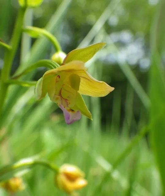 野の花めぐり（6月）_1