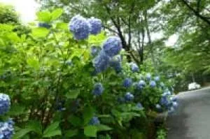 【あじさい・見ごろ】牛伏山自然公園_1