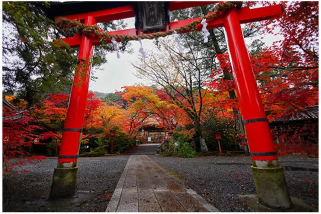 【紅葉・見ごろ】鍬山神社_1