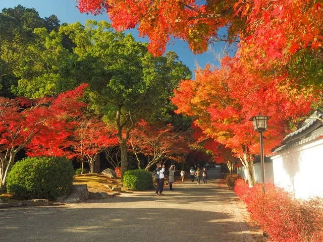 【紅葉・見ごろ】紅葉谷公園_1