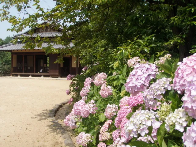 【あじさい・見ごろ】錦織公園_1
