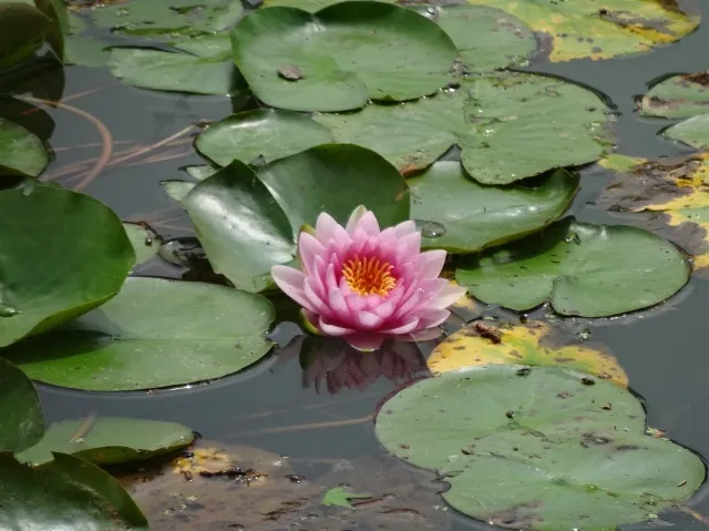 【花・見ごろ】栗林公園のスイレン_1