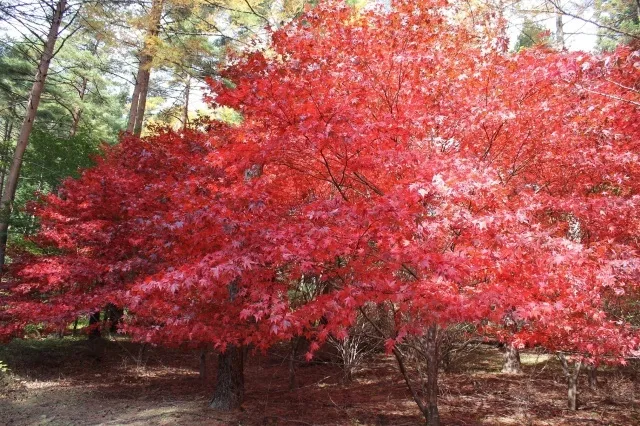 【紅葉・見ごろ】憩いの森公園のモミジ_1