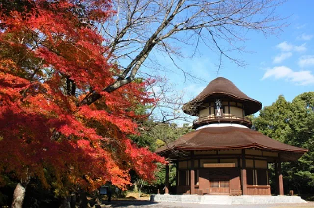 【紅葉・見ごろ】上野公園_1