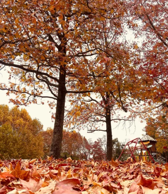 【紅葉・見ごろ】服部緑地_1