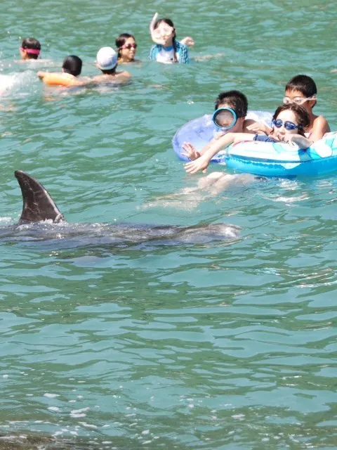 くじらに出会える海水浴場_1
