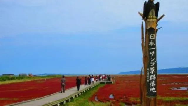 【紅葉・見ごろ】能取湖サンゴ草群落地_1