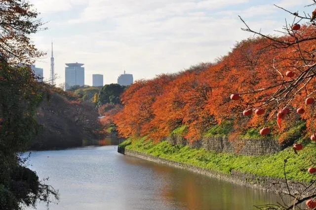 【紅葉・見ごろ】千鳥ヶ淵_1