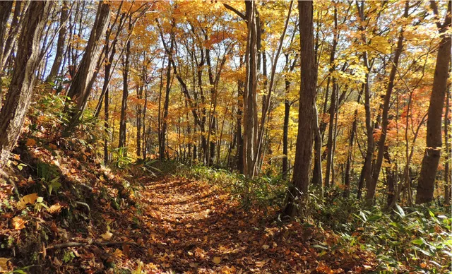 【紅葉・見ごろ】野幌森林公園_1