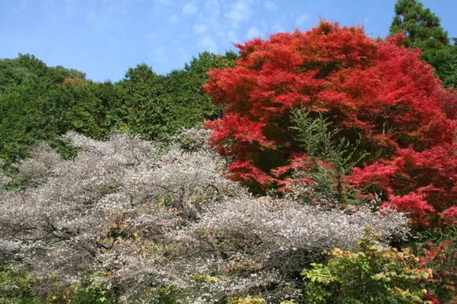 【紅葉・見ごろ】神代四季桜_1