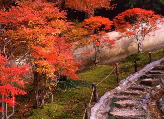 【紅葉・見ごろ】翡翠園_1