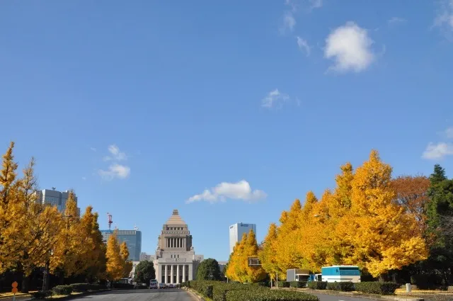 【紅葉・見ごろ】国会議事堂_1