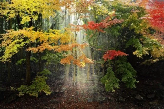 【紅葉・見ごろ】舟志のもみじ街道_1